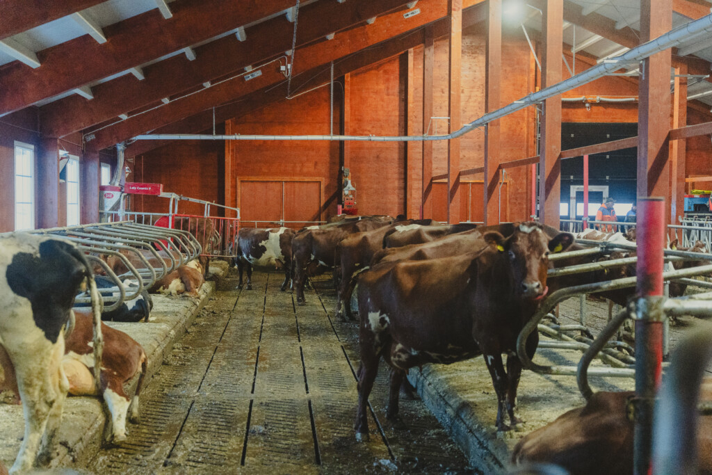 Sander Rem Haugen, Knut Inge Haugen og Tonje Rem. Ørsta, 2026